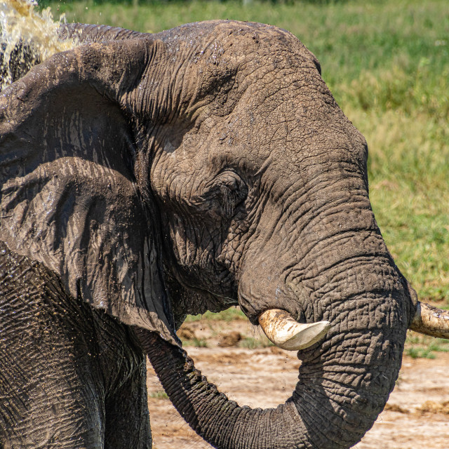 "elephant 15" by Russell Waite Photography - $26.93 "elephant 15" stock image