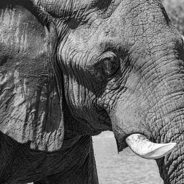 "elephant 16 B&W" by Russell Waite Photography - $26.93 "elephant 16 B&W" stock image