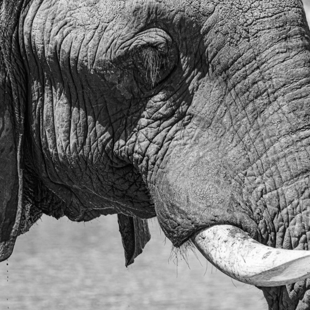 "elephant 17 B&W" by Russell Waite Photography - $26.93 "elephant 17 B&W" stock image