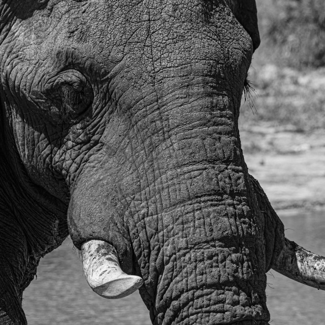 "elephant 18 B&W" by Russell Waite Photography - $26.93 "elephant 18 B&W" stock image