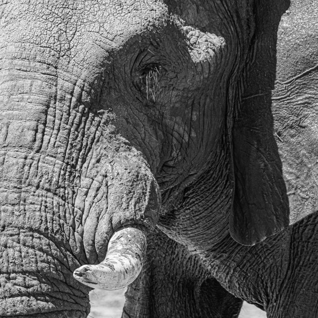 "elephant 19 B&W" stock image