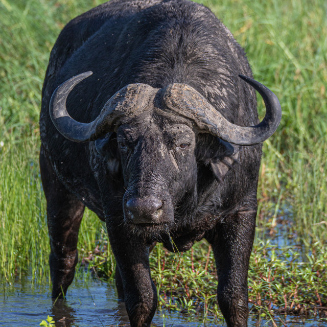 "Water Buffalo" by Russell Waite Photography - $26.93 "Water Buffalo" stock image