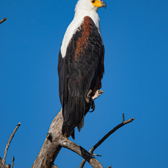 "Sea Eagle 1" by Russell Waite Photography - $26.93 "Sea Eagle 1" stock image