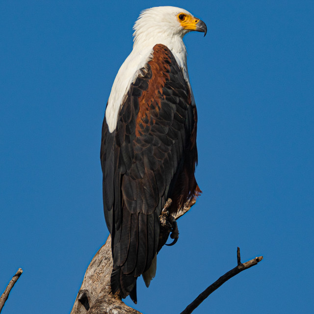 "sea Eagle 2" by Russell Waite Photography - $26.93 "sea Eagle 2" stock image
