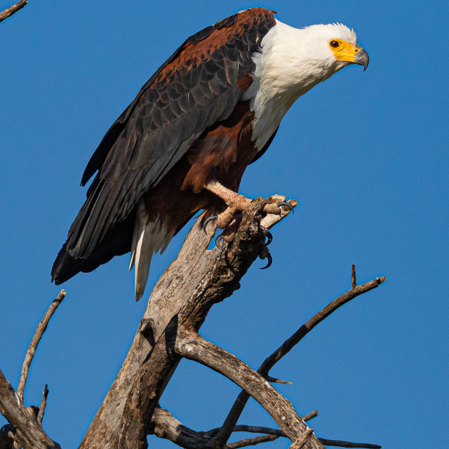 "Sea Eagle 3" stock image