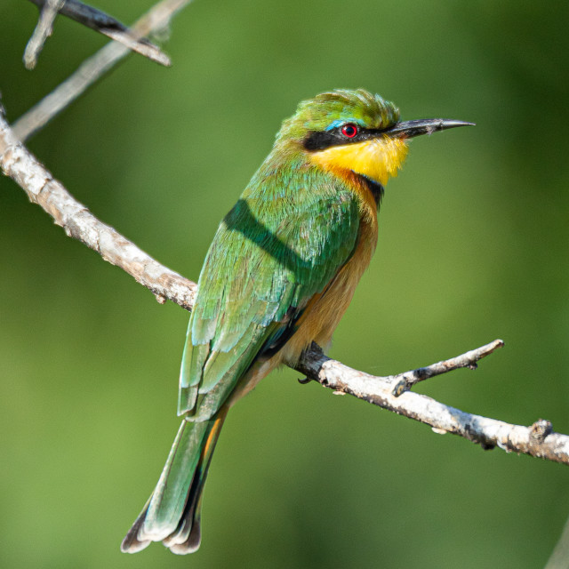 "Little Bee Eater 1" by Russell Waite Photography - $26.93 "Little Bee Eater 1" stock image