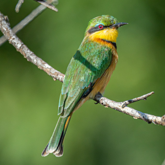 "Little Bee Eater 2" by Russell Waite Photography - $26.93 "Little Bee Eater 2" stock image