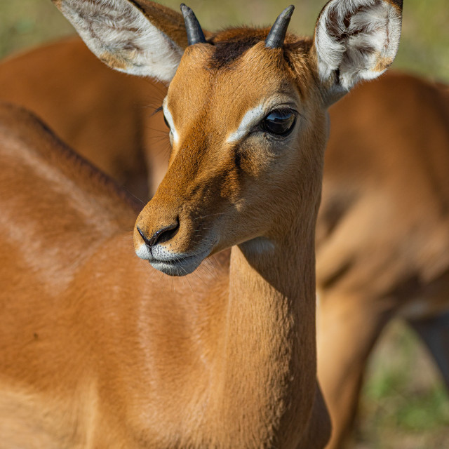 "Impala 1" by Russell Waite Photography - $26.93 "Impala 1" stock image
