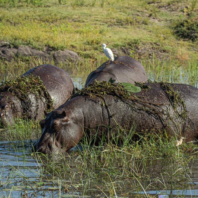 "wild hippos" by Russell Waite Photography - $26.93 "wild hippos" stock image