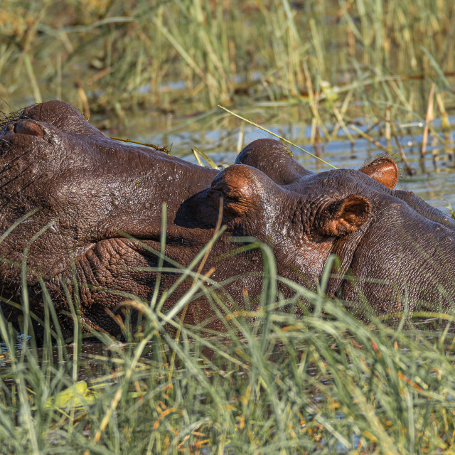 "Wild Hippos 2" by Russell Waite Photography - $26.93 "Wild Hippos 2" stock image