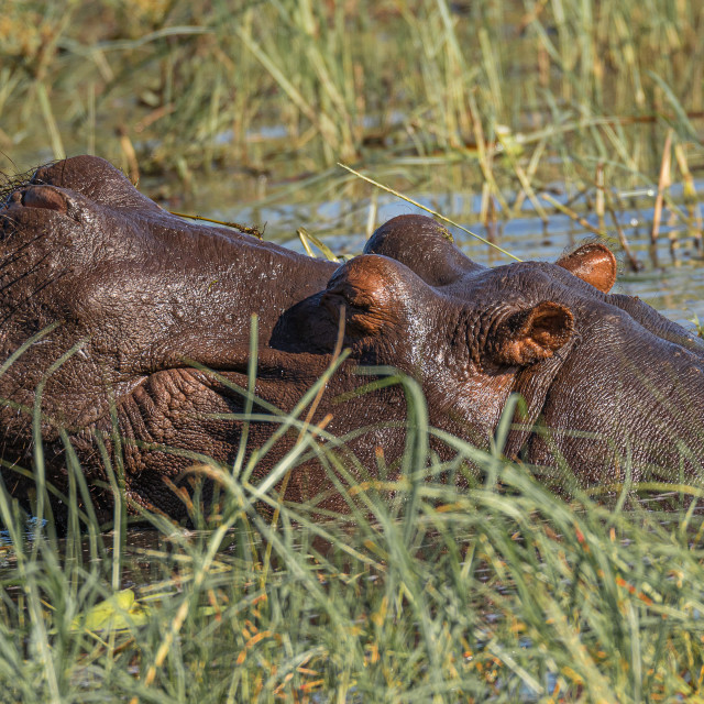 "Wild Hippos 2" stock image