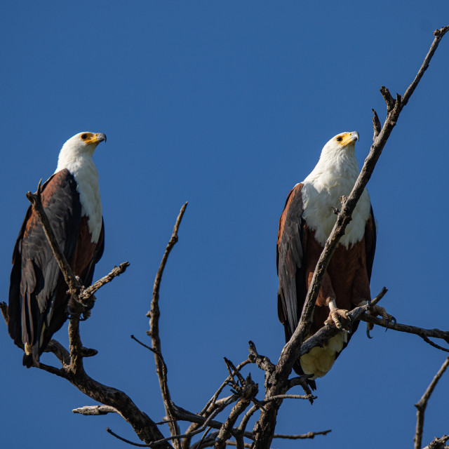 "Sea Eagle 4" stock image