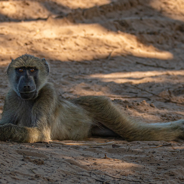 "The Chillin' Baboon" by Russell Waite Photography - $26.93 "The Chillin' Baboon" stock image