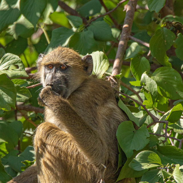"The Hungry Baboon" by Russell Waite Photography - $26.93 "The Hungry Baboon" stock image