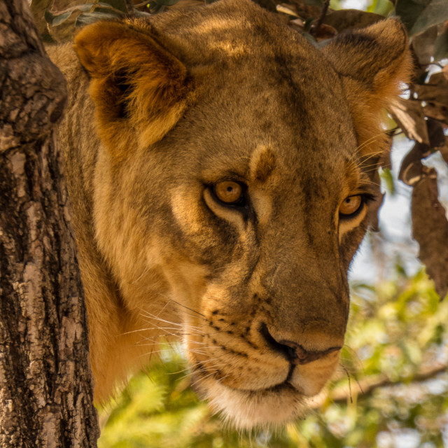 "Lioness" stock image