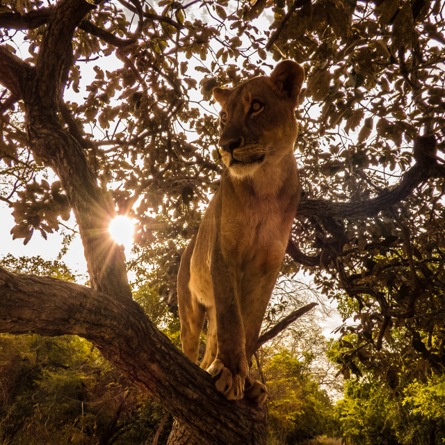 "lioness 2" by Russell Waite Photography - $26.93 "lioness 2" stock image