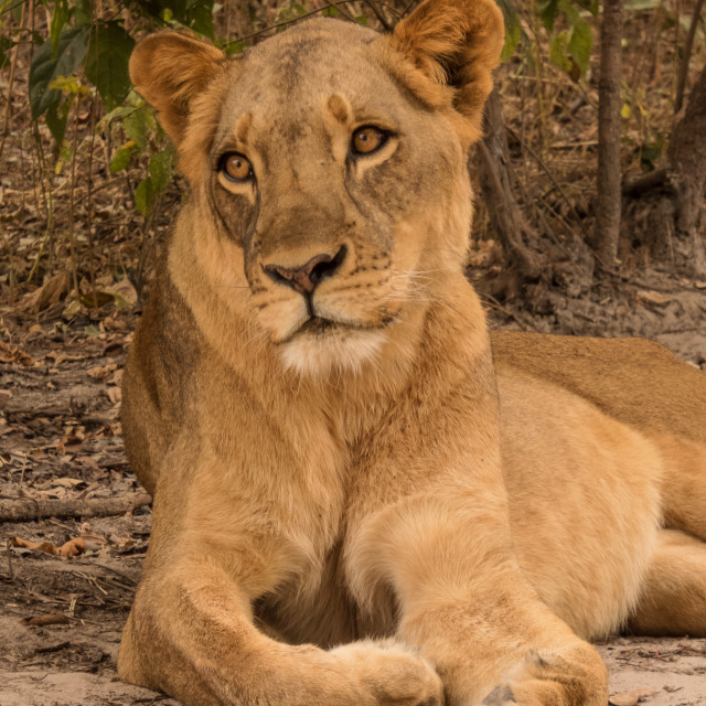 "Lioness 3" by Russell Waite Photography - $26.93 "Lioness 3" stock image