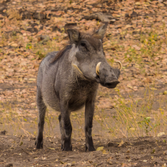 "Wild Boar 1" by Russell Waite Photography - $26.93 "Wild Boar 1" stock image