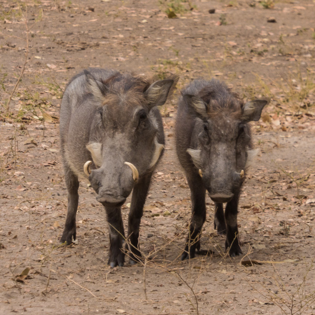 "Wild Boar 3" by Russell Waite Photography - $26.93 "Wild Boar 3" stock image