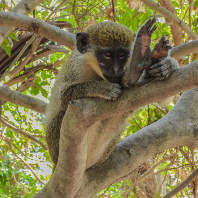 "Green Monkey" stock image