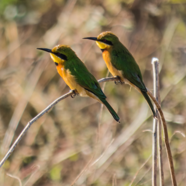 "Passion Birds" stock image