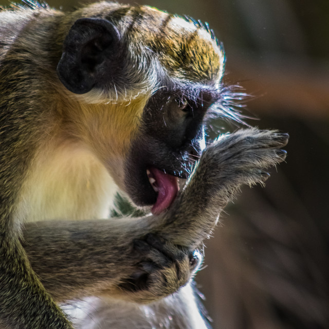 "Green Monkey 2" by Russell Waite Photography - $26.93 "Green Monkey 2" stock image