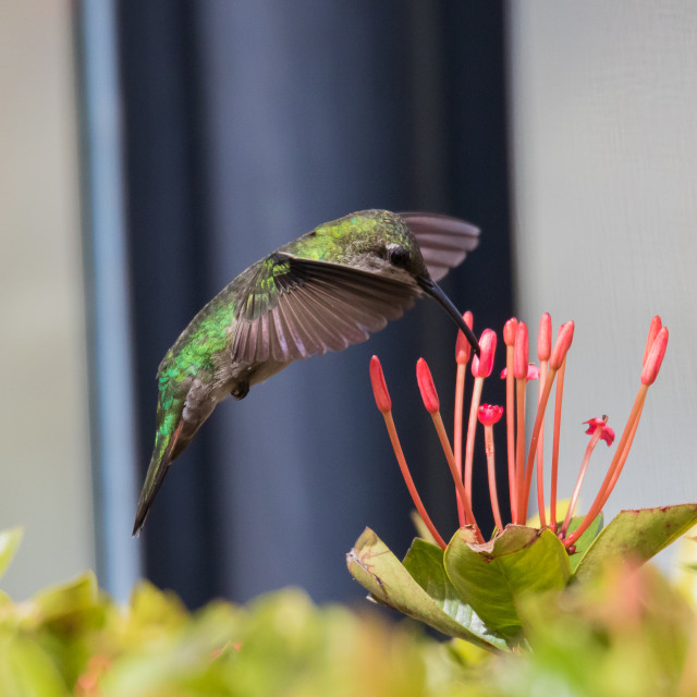 "Humminbird 2" stock image