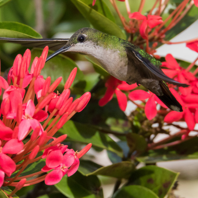 "Hummingbird 4" stock image