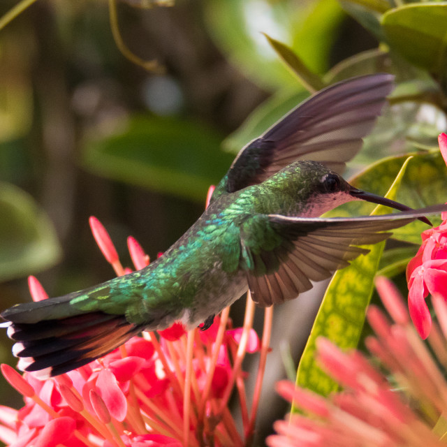 "Hummingbird 7" stock image