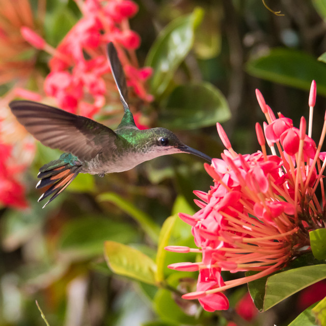 "Hummingbird 6" stock image