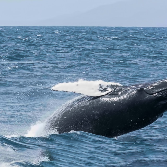 "Humpback Whale 1" by Russell Waite Photography - $26.93 "Humpback Whale 1" stock image