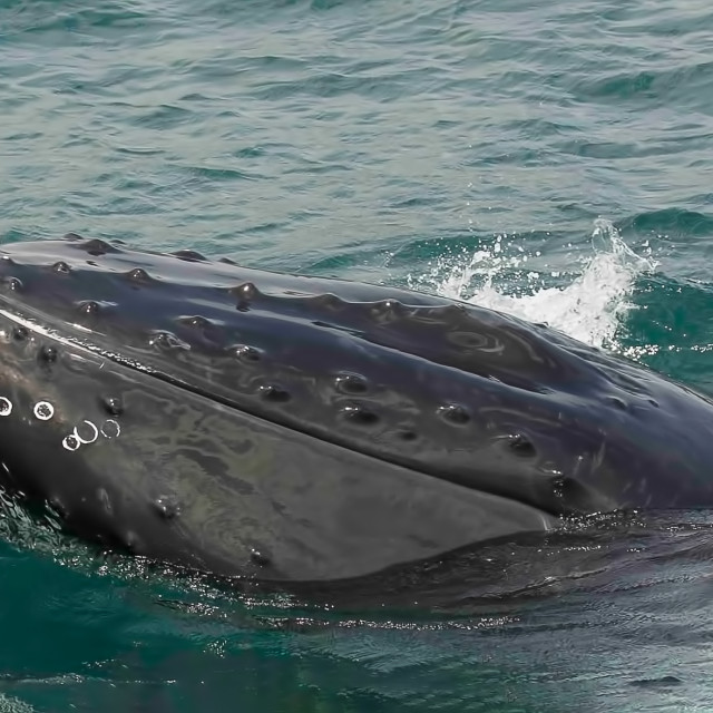 "Humpback Whale 5" stock image