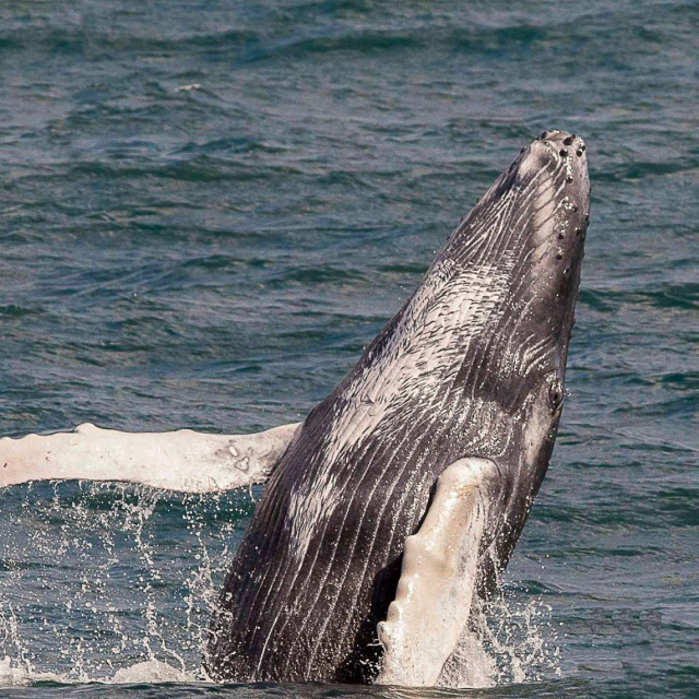 "Humpback Whale 2" stock image