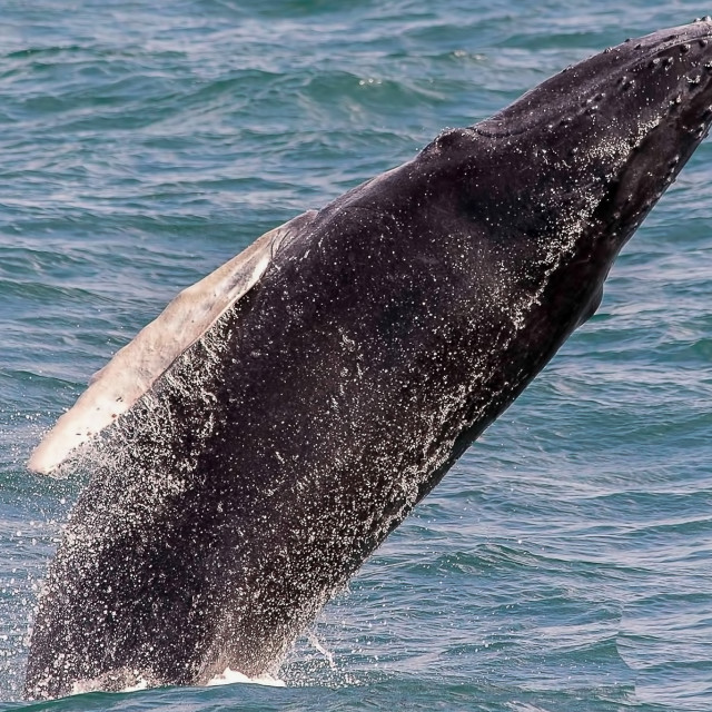 "Humpback Whale 3" stock image