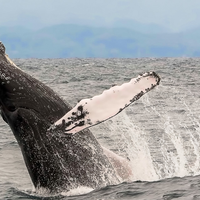 "Humpback Whale 4" stock image