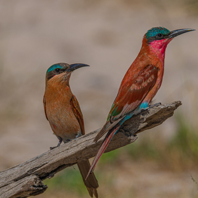 "Southern Carmine Bee Eater 1" by Russell Waite Photography - $26.93 "Southern Carmine Bee Eater 1" stock image