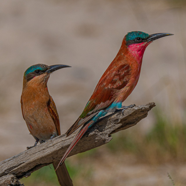 "Southern Carmine Bee Eater 2" by Russell Waite Photography - $26.93 "Southern Carmine Bee Eater 2" stock image