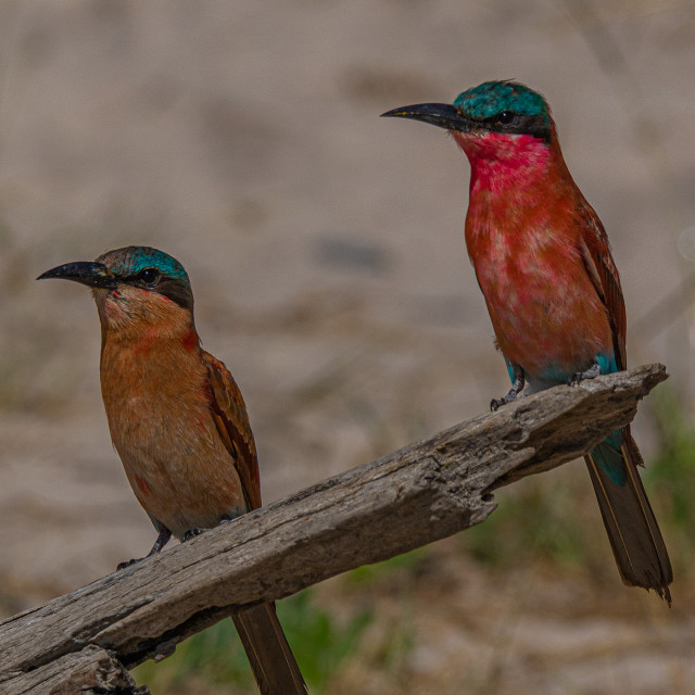 "southern Carmine Bee Eater 3" stock image