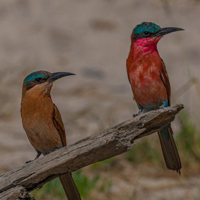 "southern Carmine Bee Eater 4" by Russell Waite Photography - $26.93 "southern Carmine Bee Eater 4" stock image