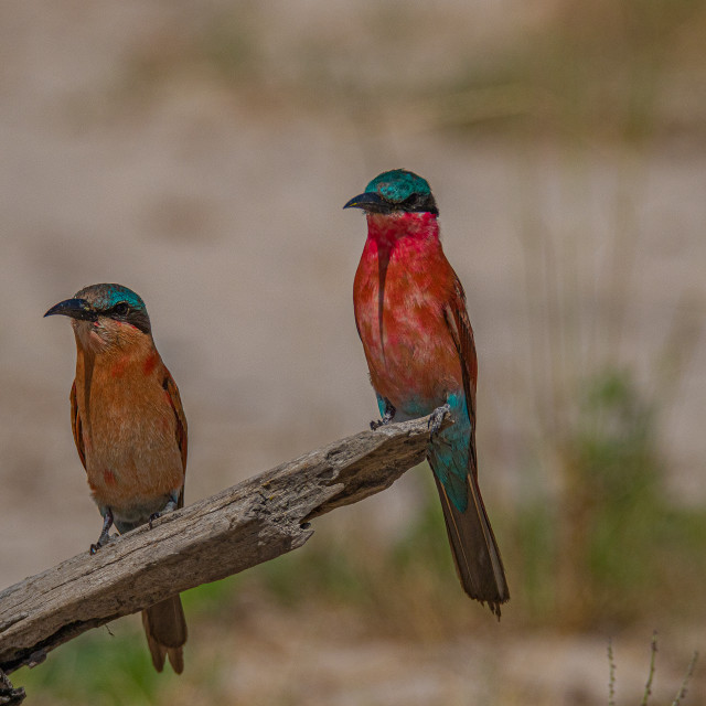 "southern Carmine Bee Eater 5" by Russell Waite Photography - $26.93 "southern Carmine Bee Eater 5" stock image