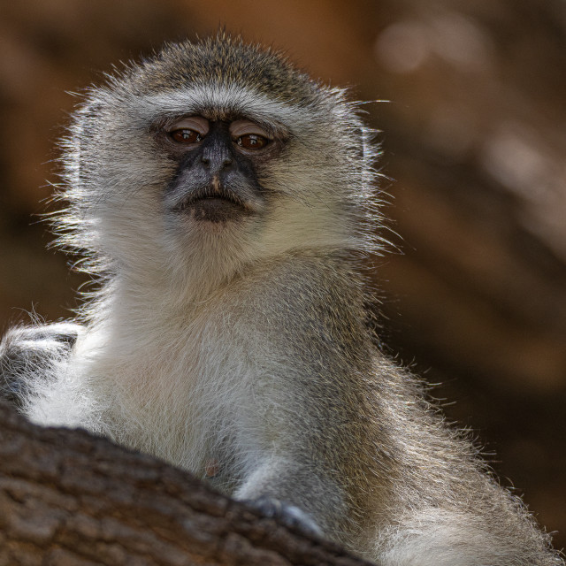 "Vervet Monkey 11" by Russell Waite Photography - $26.93 "Vervet Monkey 11" stock image