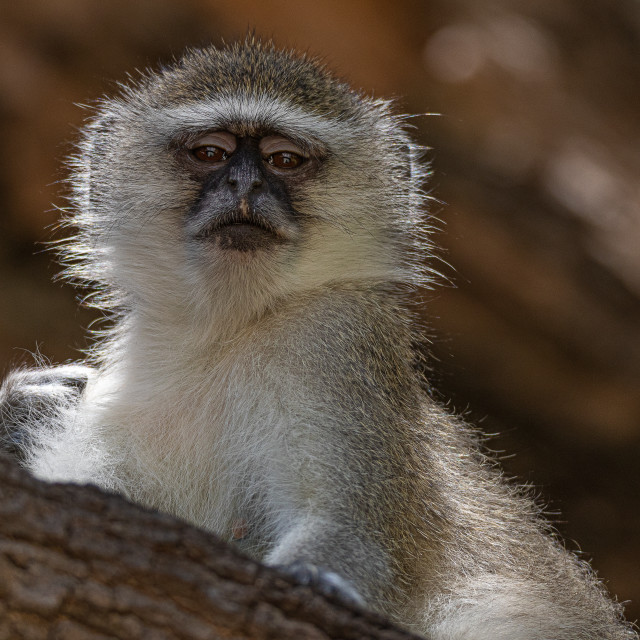 "Vervet Monkey 11" stock image