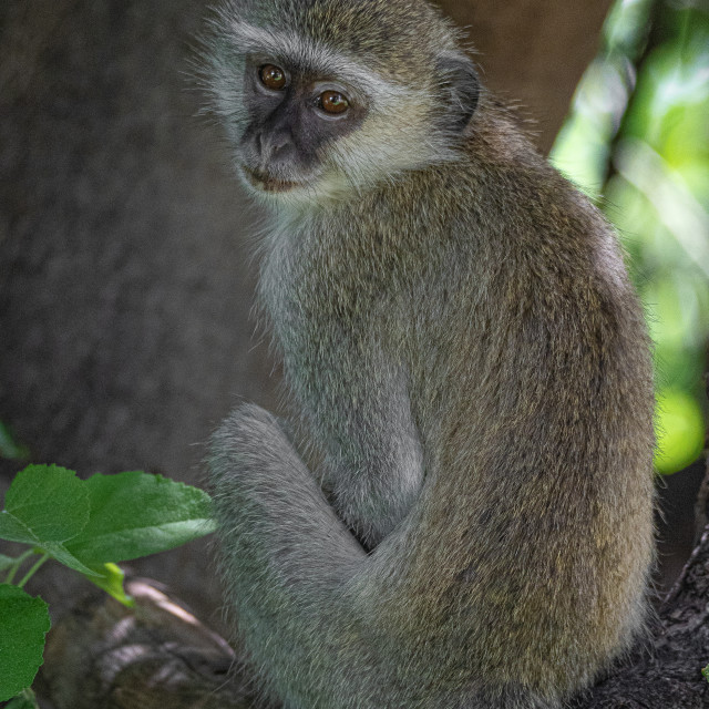 "Vervet Monkey 12" by Russell Waite Photography - $26.93 "Vervet Monkey 12" stock image