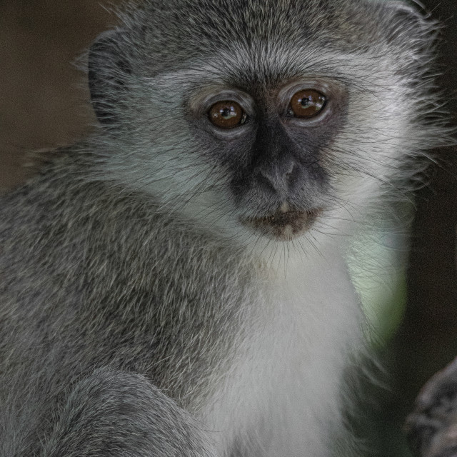 "vervet Monkey 13" by Russell Waite Photography - $26.93 "vervet Monkey 13" stock image