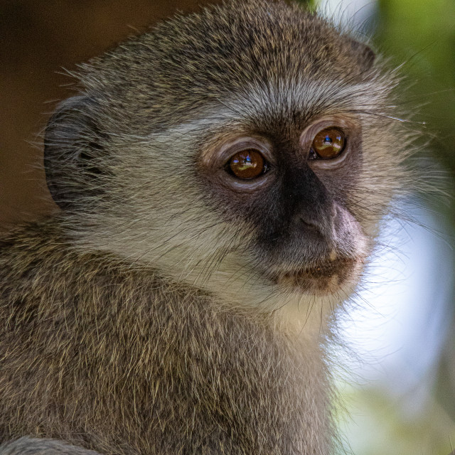 "Vervet Monkey 14" by Russell Waite Photography - $26.93 "Vervet Monkey 14" stock image