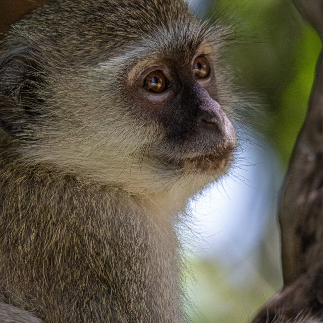 "Vervet Monkey 15" by Russell Waite Photography - $26.93 "Vervet Monkey 15" stock image