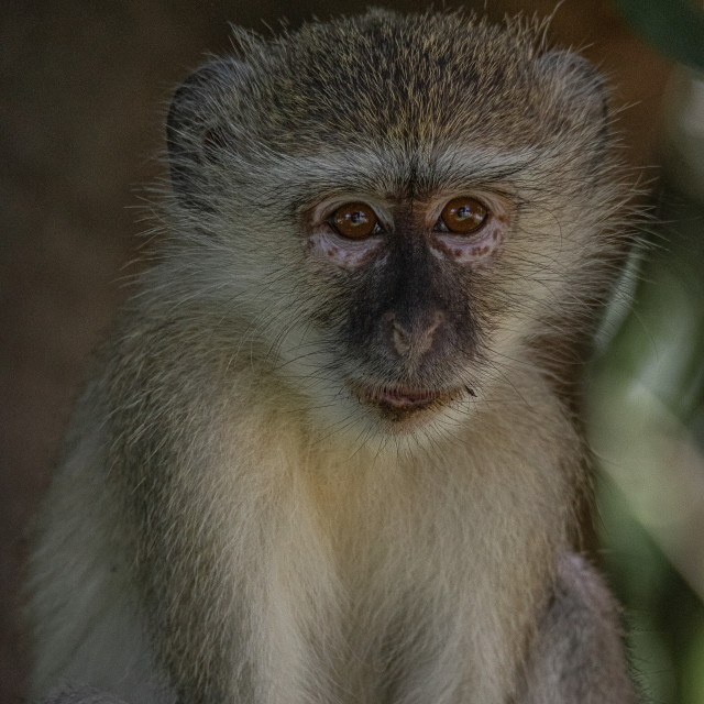"Vervet Monkey 16" by Russell Waite Photography - $26.93 "Vervet Monkey 16" stock image