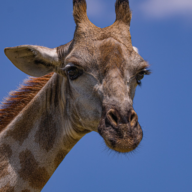 "Giraffe 1" by Russell Waite Photography - $26.93 "Giraffe 1" stock image