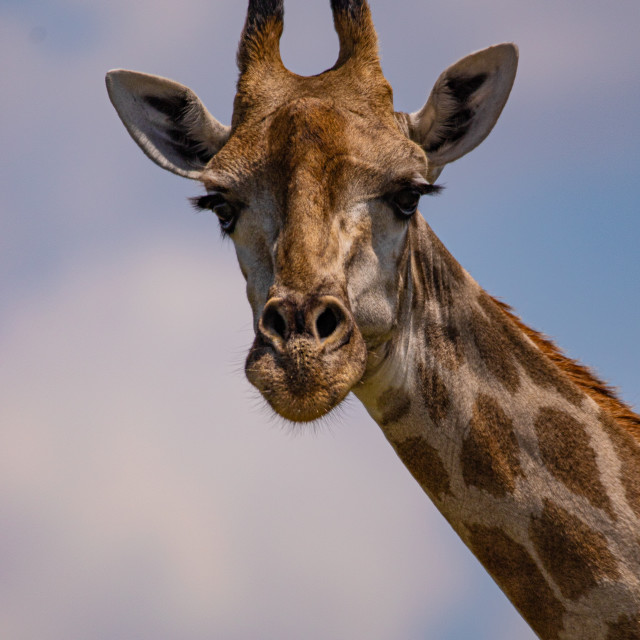 "Giraffe 2" by Russell Waite Photography - $26.93 "Giraffe 2" stock image