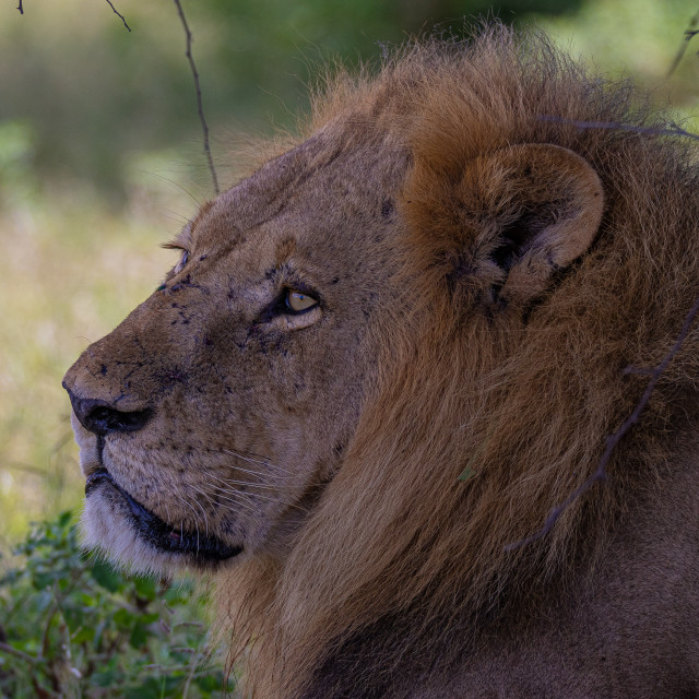 "Male lion 1" by Russell Waite Photography - $26.93 "Male lion 1" stock image